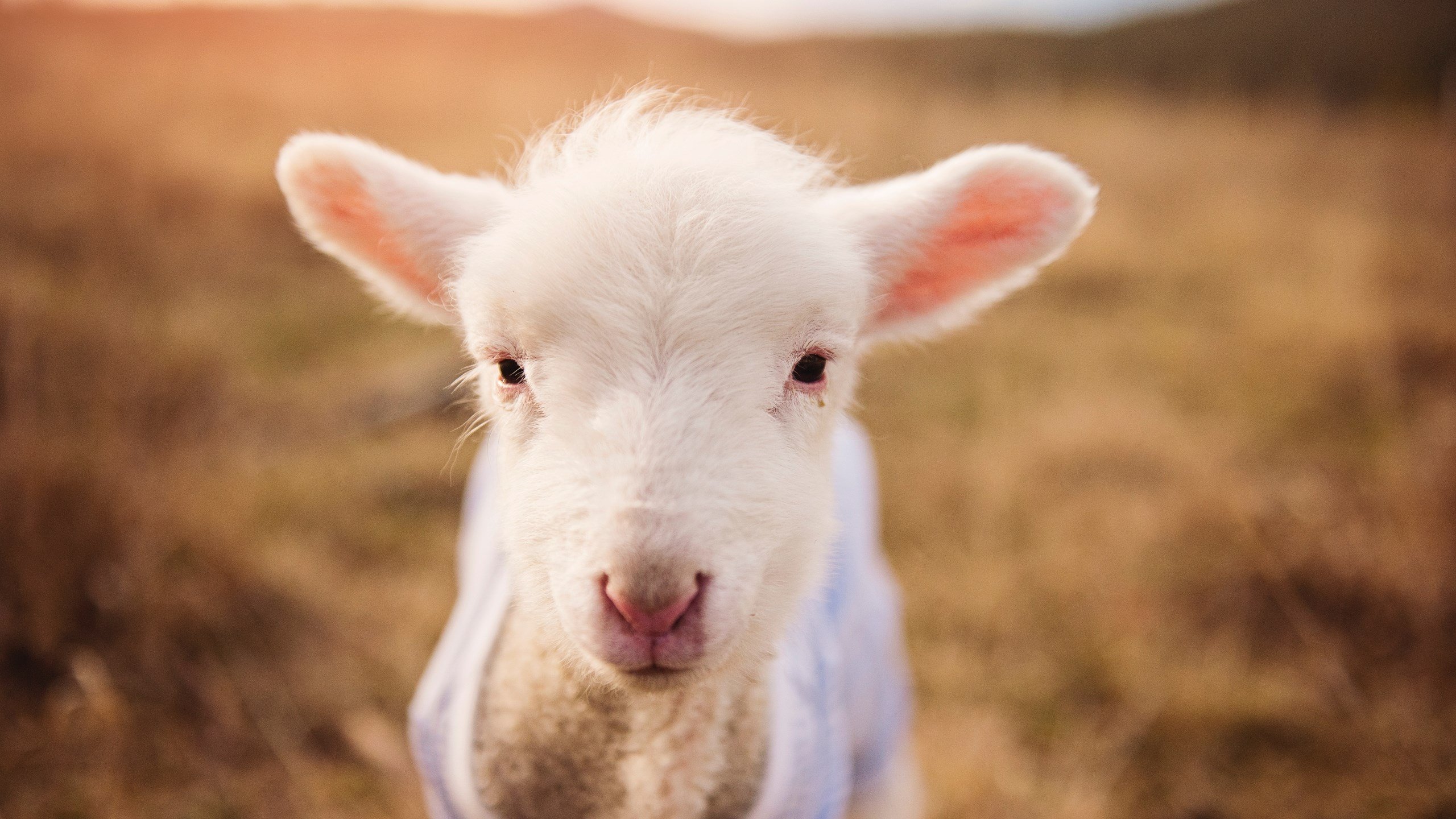 _未来体育馆：绿色能源与智能科技完美融合_，未来体育场馆