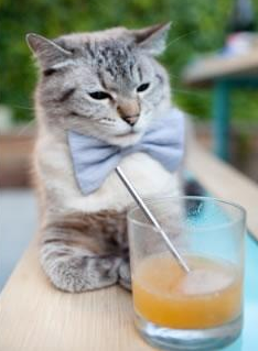 “极地奔袭：冰雪奇缘中的速度王者”，冰雪奇缘战地