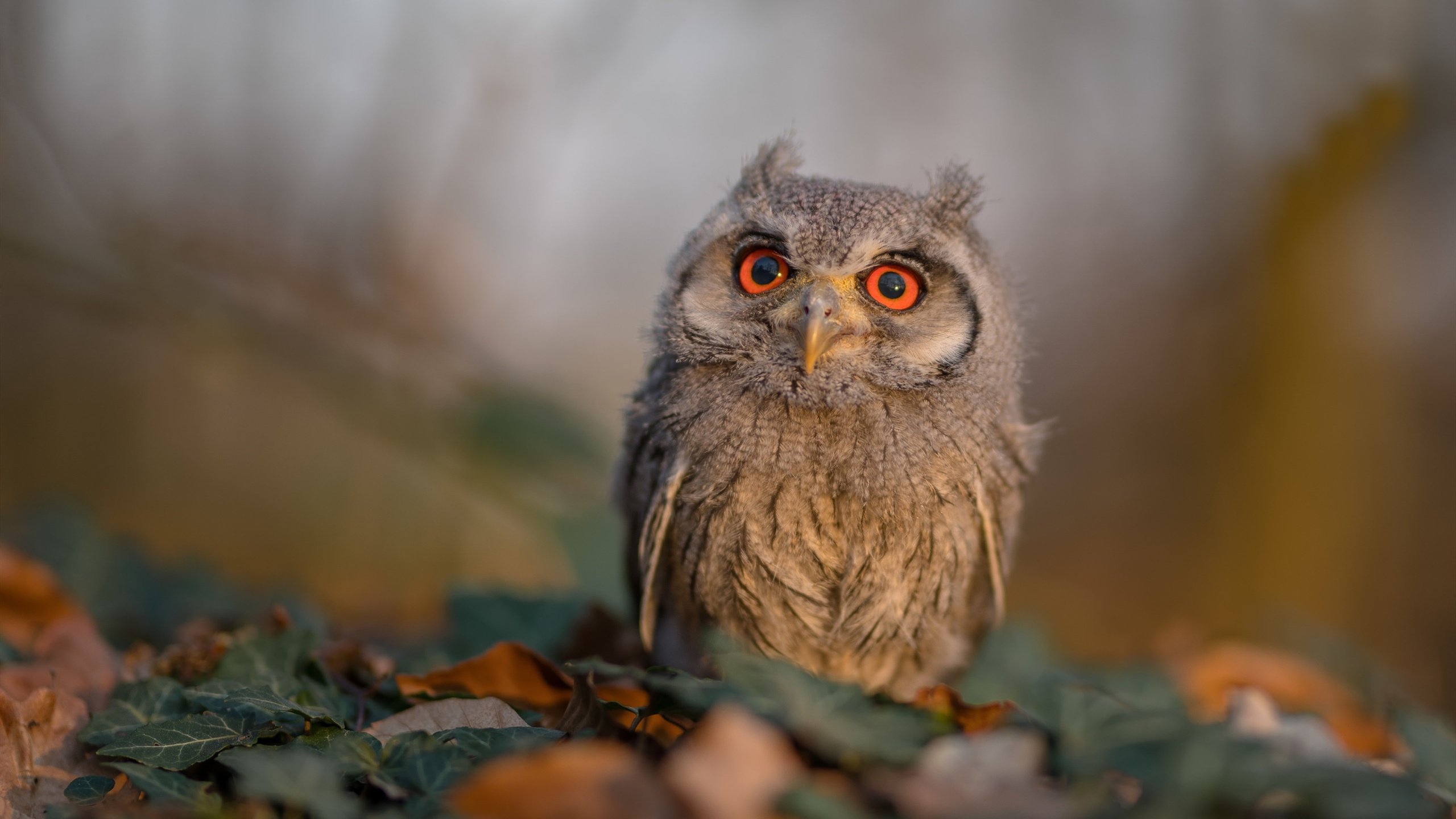 kaiyun app-世界花样游泳锦标赛，水中舞动的优雅盛宴，花样游泳 世锦赛