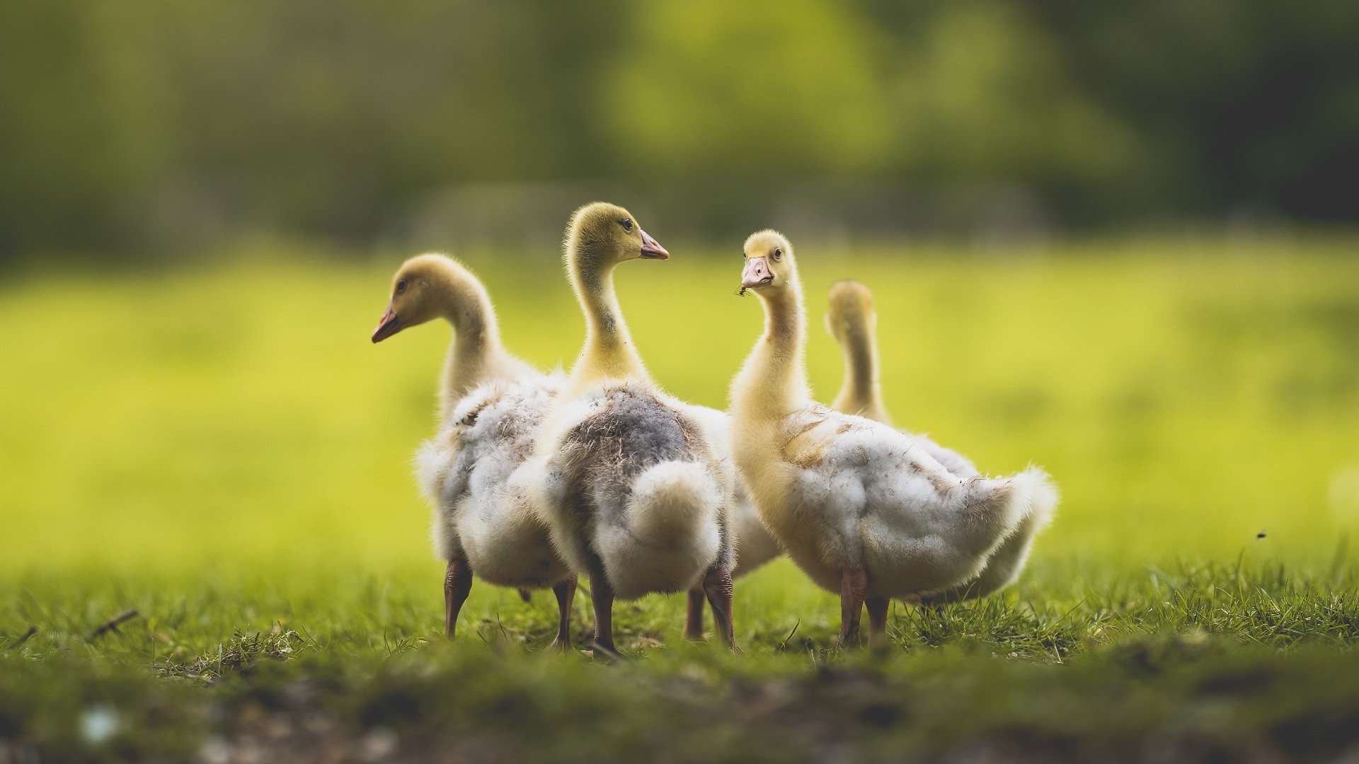 下载开云-中超联赛积分榜最新排名公布，中超联赛积分榜ds