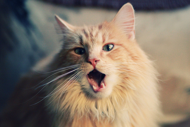 全国青训盛会:培养未来国家队核心力量,全国青训营