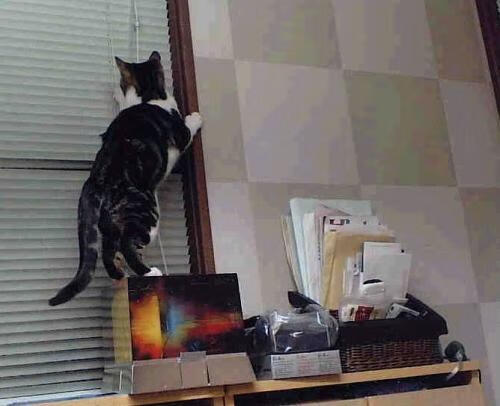 开云官网-冠军战队背后的管理秘密：团队建设与战术策略深度揭秘，冠军战队名字