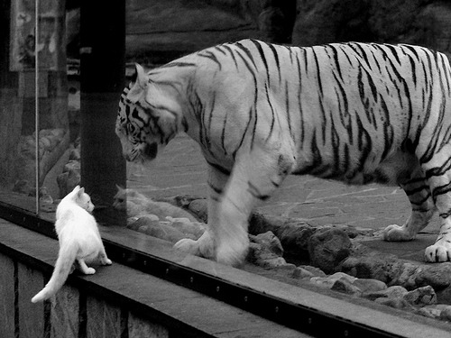 意甲联赛中出现多位年轻天才，未来可期，意甲最佳青年球员