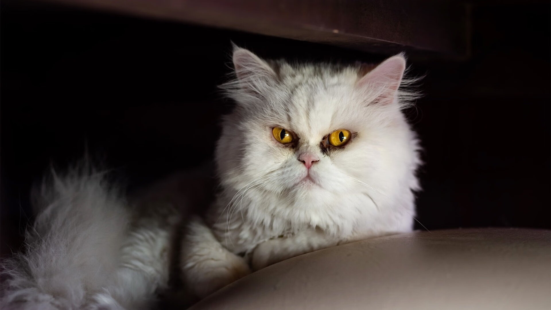 欧冠冠军究竟靠谁?揭秘夺冠“终极武器”,欧冠冠军是哪支球队