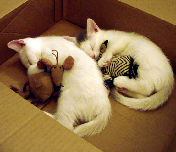 特色农村篮球运动示范点不断扩大，推动基层体育健康发展，农村篮球发展现状