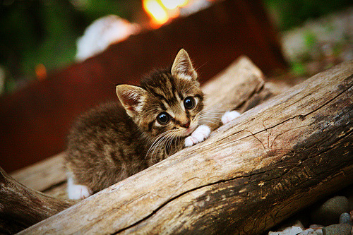 篮球赛事直播平台提升互动功能，篮球场直播app