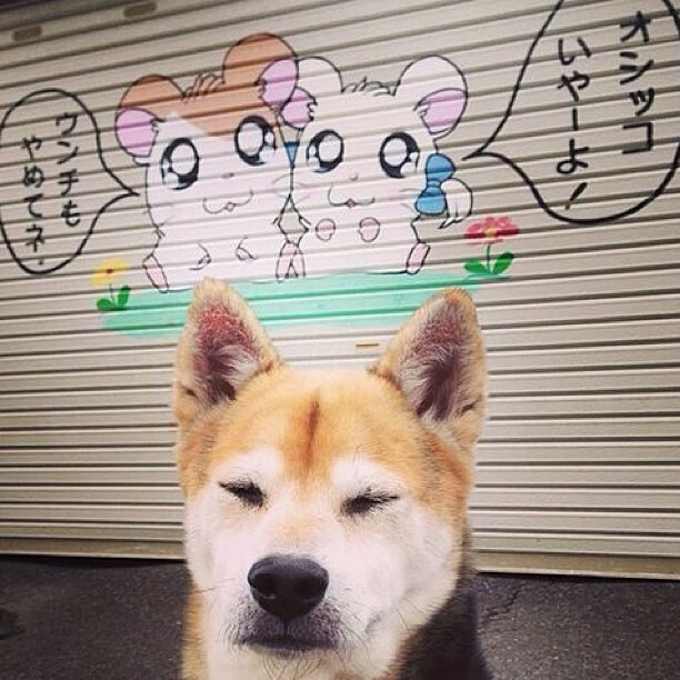 荷兰骑手 Emmelie Scholtens 在巴黎奥运会盛装舞步比赛中获得第八名，展现坚韧精神。