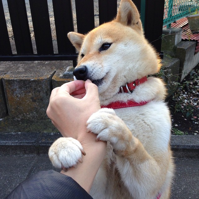 西甲：马德里双雄激烈追分，争夺第一名进入白热化，马德里竞技历年西甲排名