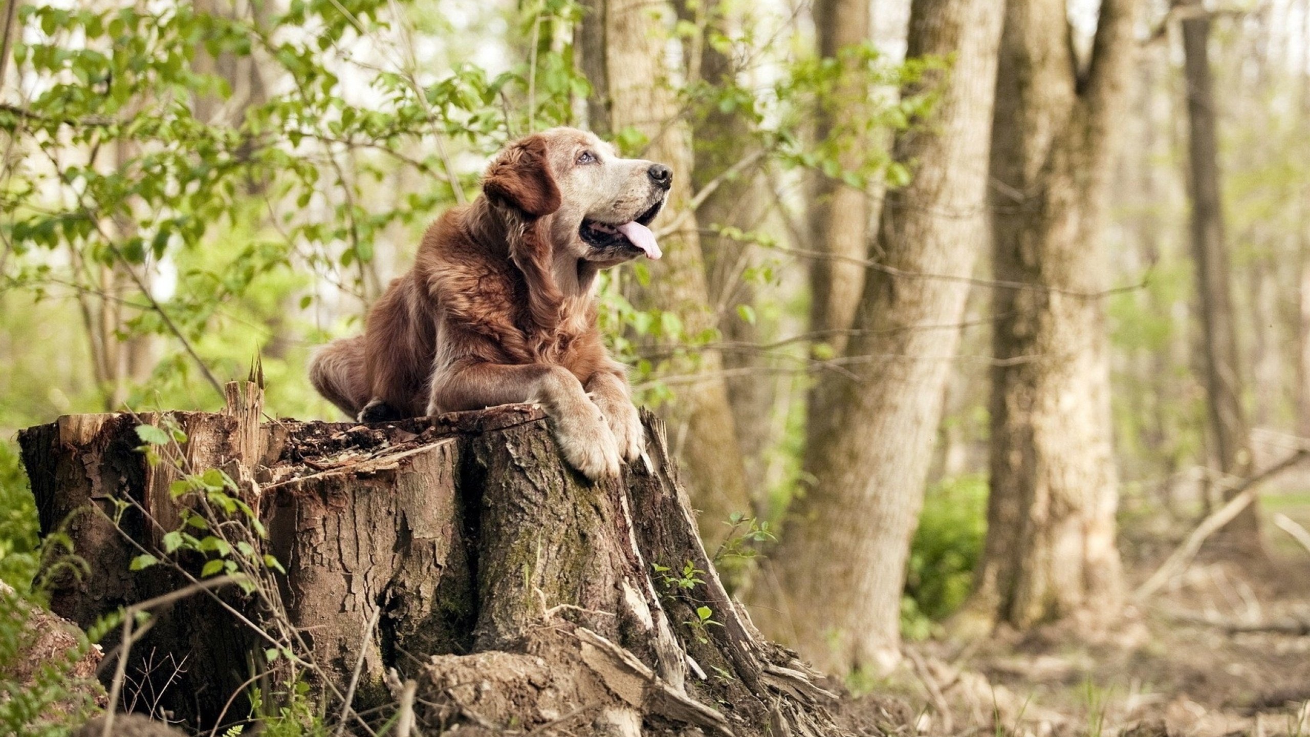 青少年篮球教练员培训体系持续完善，行业标准逐步统一，青少年篮球培训全职教练