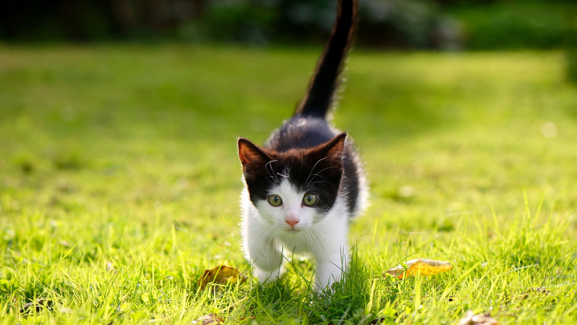 中国足球基层赛事蓬勃发展，中国足球发展改革方案