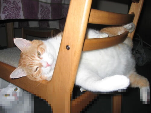 拉齐奥在最新一场意甲比赛获得胜利，拉齐奥意甲夺冠