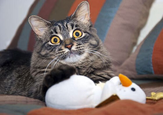 中超俱乐部人才流动数据年鉴报告，中超俱乐部每年投入