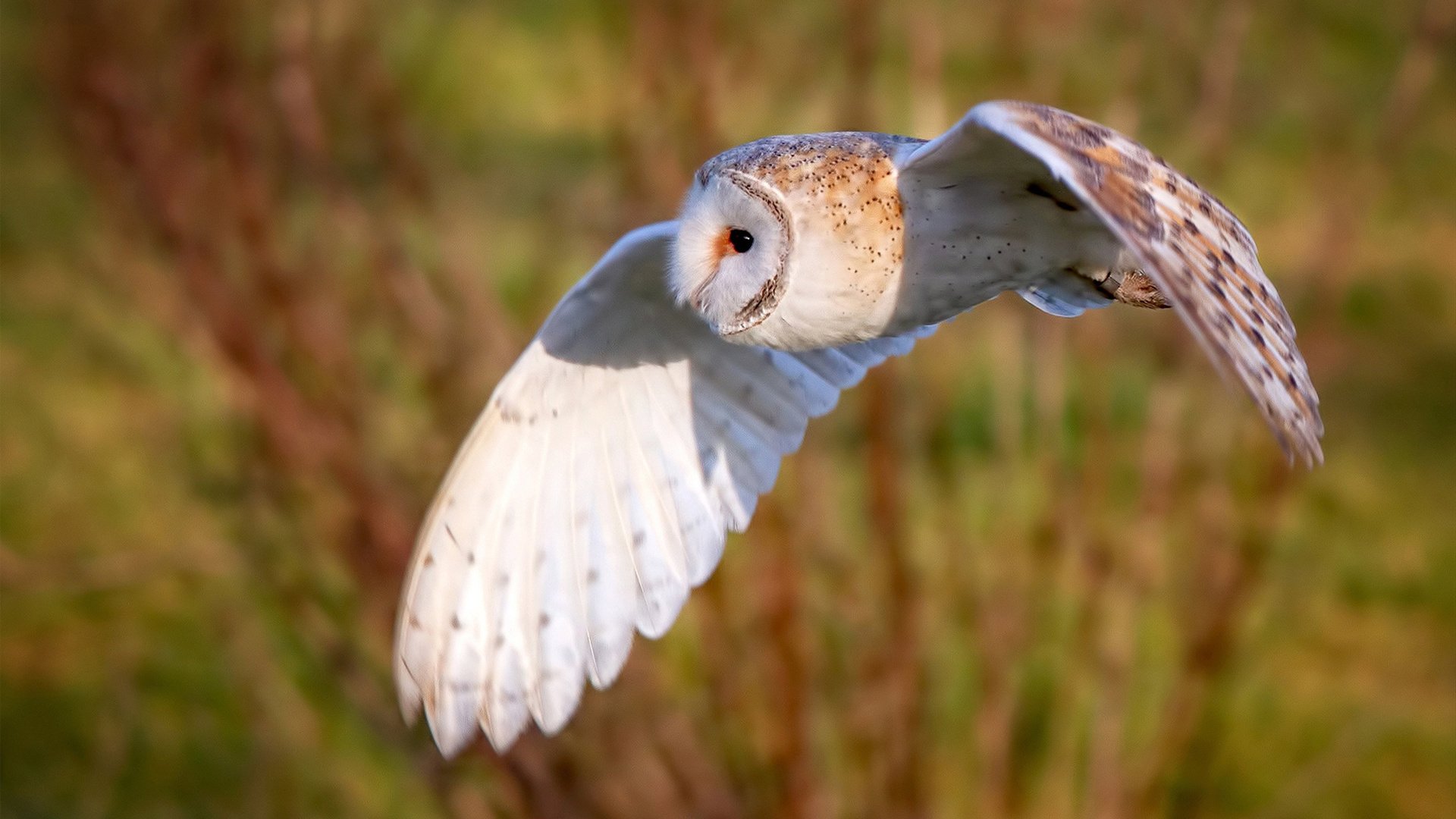 kaiyun sports safe-德甲球队神经反馈技术促进专注力和反应速度提升，神经反馈训练去哪里做