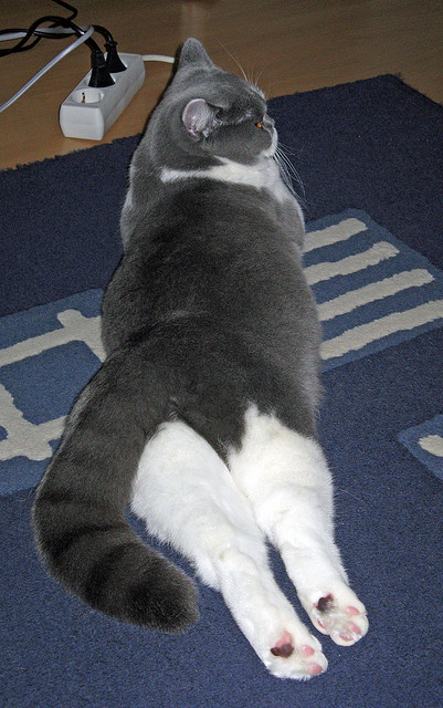 世界羽联年度颁奖盛典中国选手揽多项荣誉,2020世界羽联