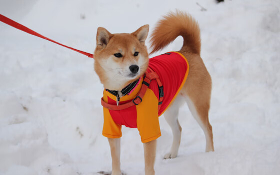 乒乓赛季开战：2024年混合团体世界杯赛制解读，今年乒乓球世界杯团体赛竞赛规则