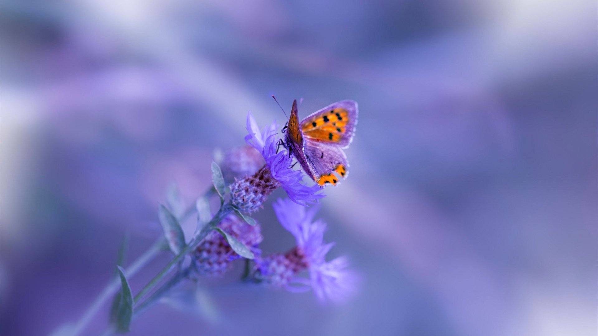 Kysports-后防球员传球精准度是否直接影响控球型战术成败，对方后卫身后传球算不算越位